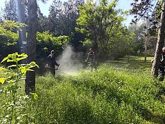 Главам муниципалитетов поручено усилить борьбу с амброзией и сорняками