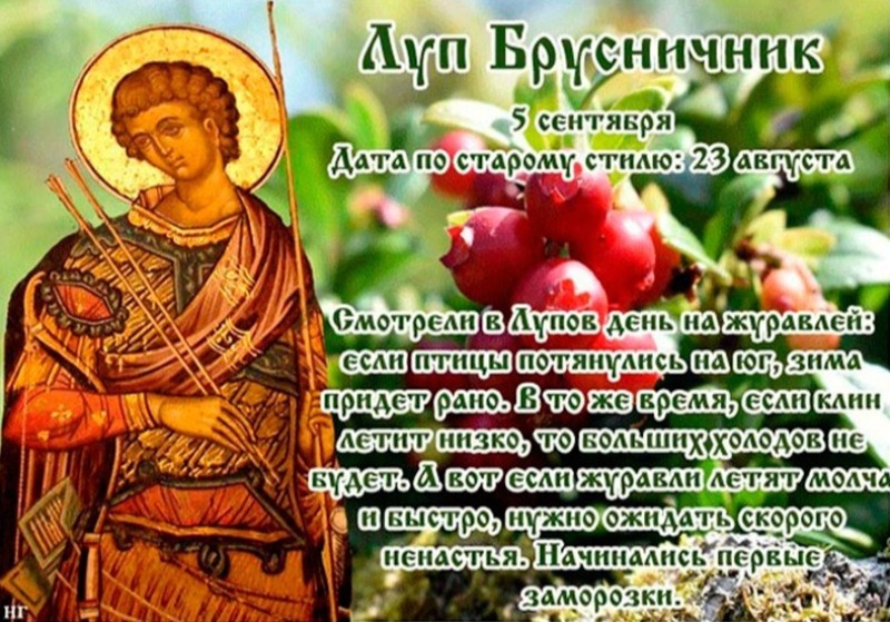 Луп Брусничник: главные запреты, которые следует соблюдать 5 сентября, чтобы не потерять удачу и благополучие