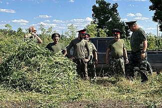 Более 43 тонн дикорастущей конопли уничтожено на Дону