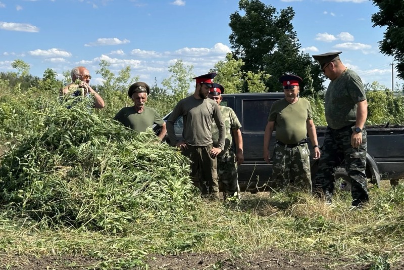 Более 43 тонн дикорастущей конопли уничтожено на Дону