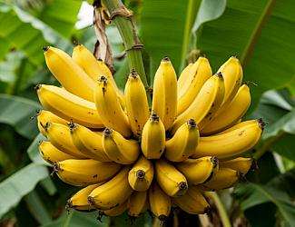 Какие растительные продукты улучшают качество сна?