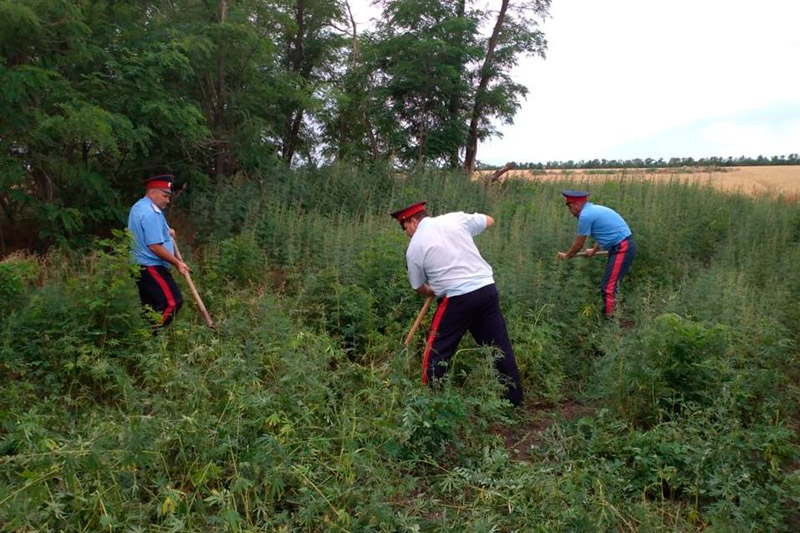 Казаки вышли на борьбу с коноплей