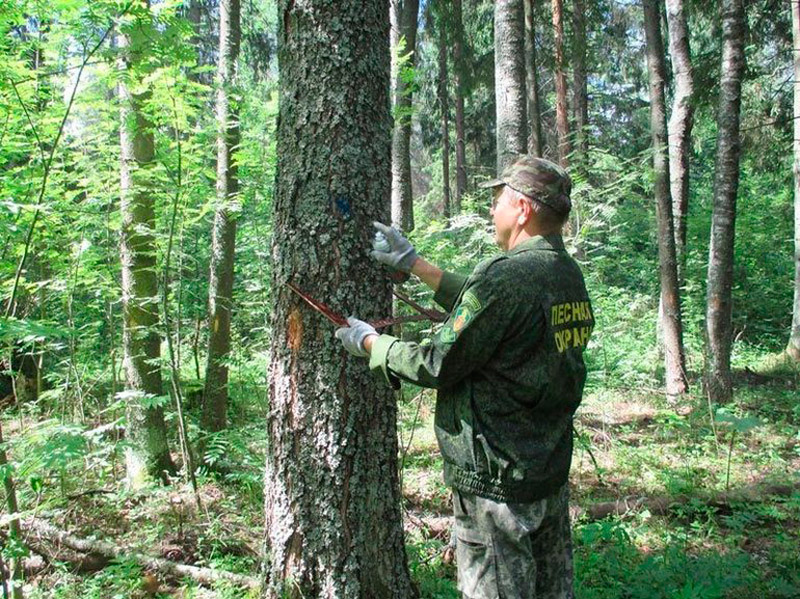 У российских лесов появится генетический паспорт