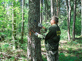 У российских лесов появится генетический паспорт