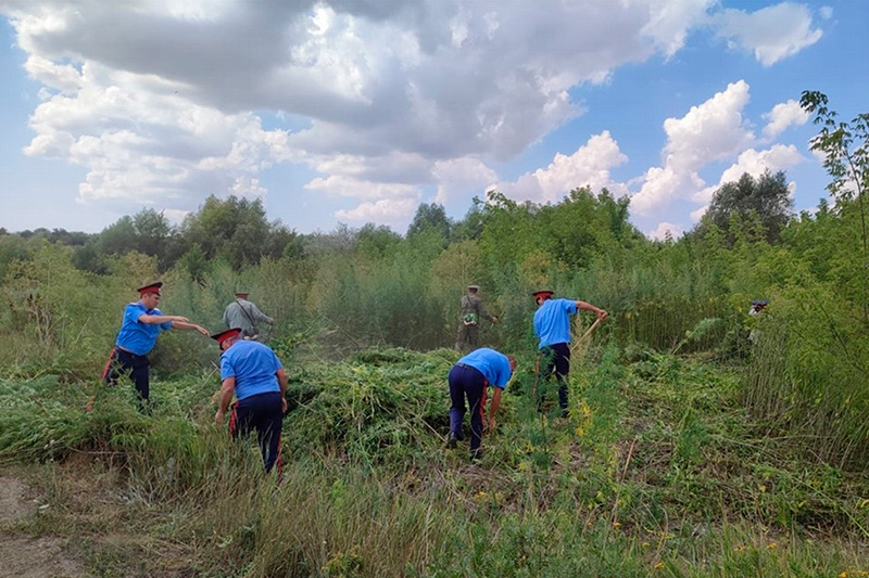 Более 50 тонн дикорастущей конопли уничтожено на  Дону