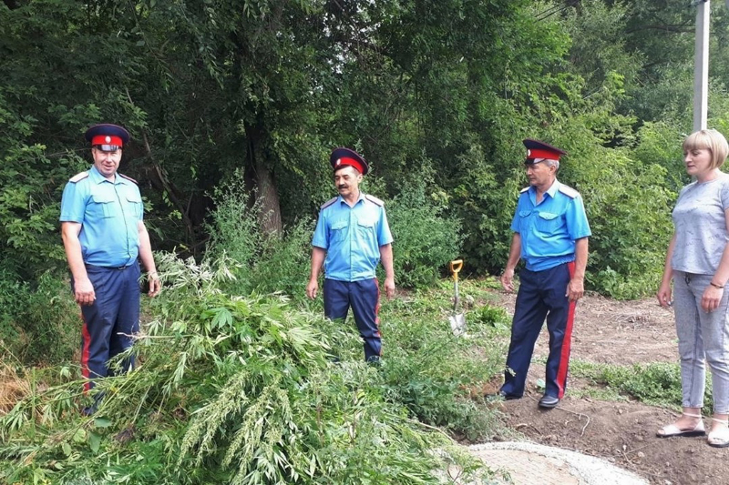 В Советском районе уничтожены очаги конопли