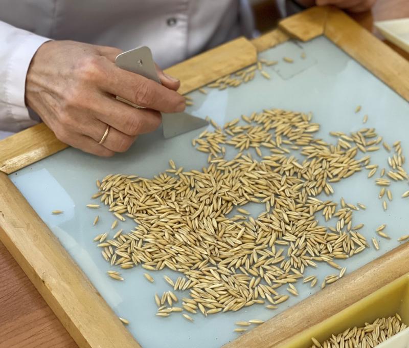 Пензенский Россельхозцентр подвел итоги работы в сфере семеноводства за 2025 год