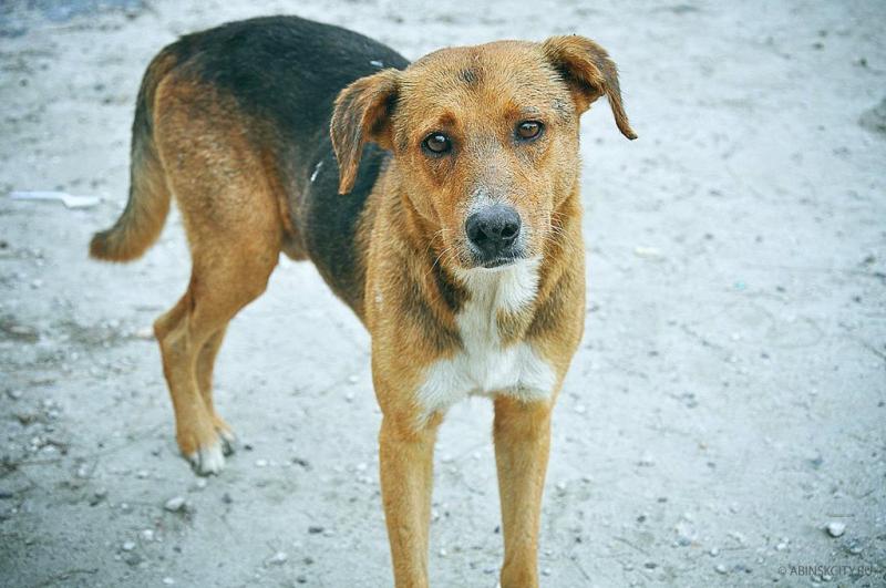 Уважаемые жители района, не допускайте безнадзорного выгула ваших питомцев!