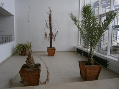 В зимнем саду уже появились первые растения