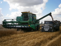 Идет отгрузка зерна