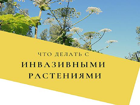 Борьба с инвазивными видами растений.