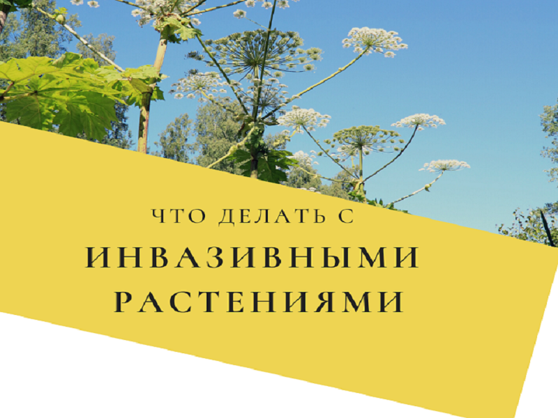 Борьба с инвазивными видами растений.