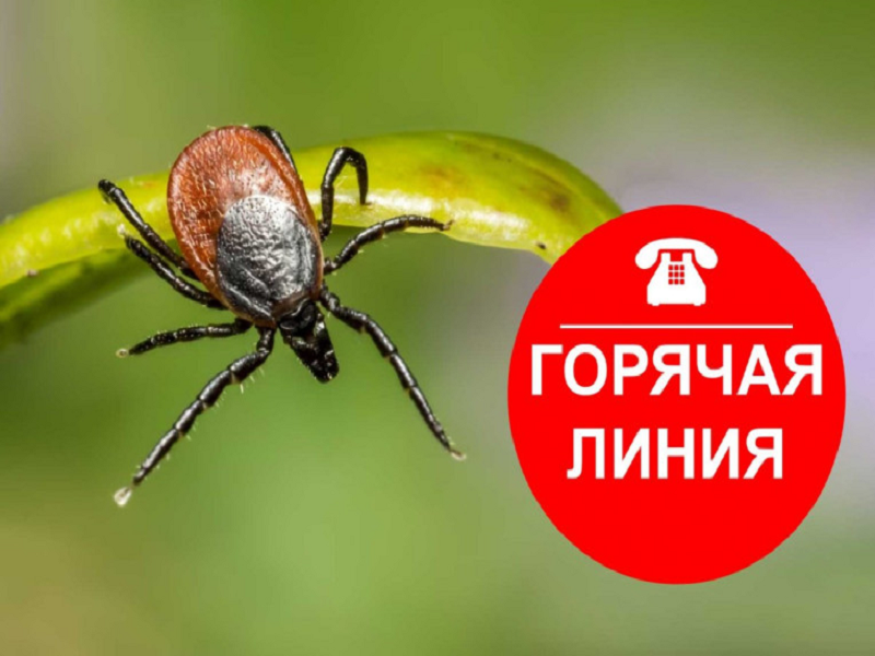 Анонс «горячей линии» по профилактике клещевого энцефалита
