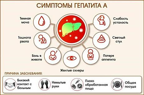 Вирусный гепатит А – острое инфекционное заболевание, протекающее с общей интоксикацией и поражением печени. Особенно восприимчивы к гепатиту А дети раннего возраста