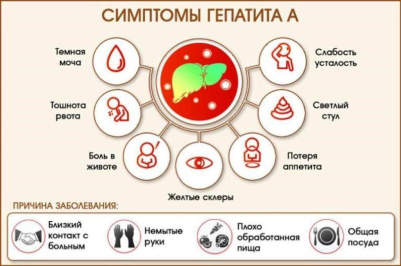 Вирусный гепатит А – острое инфекционное заболевание, протекающее с общей интоксикацией и поражением печени. Особенно восприимчивы к гепатиту А дети раннего возраста