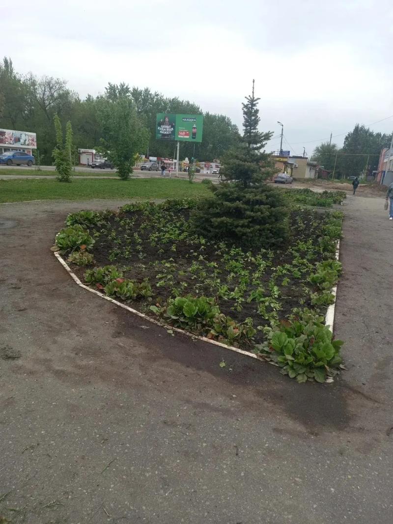 Школьники из Кузнецка вырастили почти тысячу цветов для городского сквера