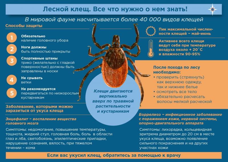 ВНИМАНИЕ - КЛЕЩИ