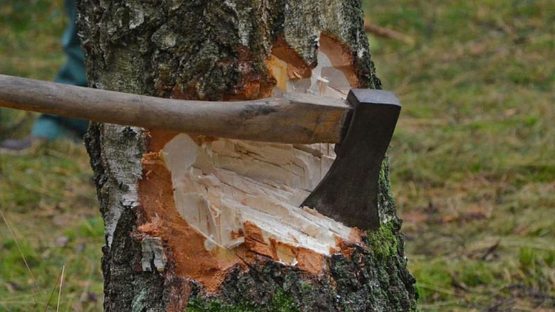 СРУБИЛ И СЕЛ