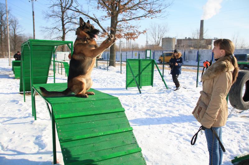 СОБАЧЬЯ РАДОСТЬ