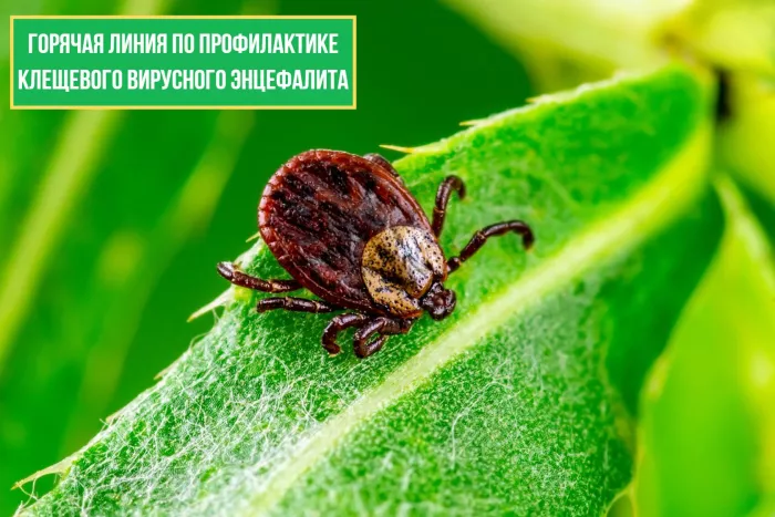 Сезон клещей: позвоните на "горячую линию"