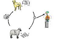 Эхинококкоз