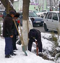 озеленение