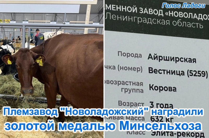 Племзавод "Новоладожский" наградили золотой медалью Минсельхоза