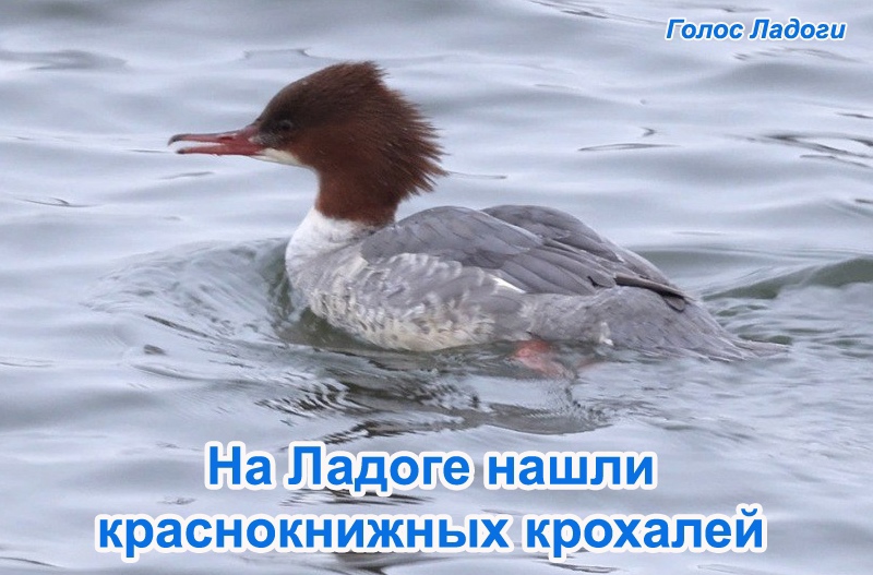 На Ладоге нашли краснокнижных крохалей