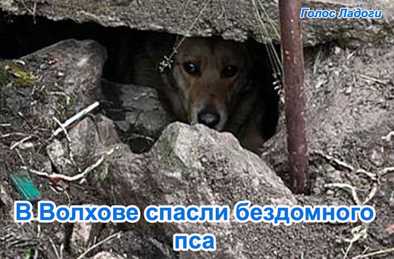 В Волхове спасли бездомного пса