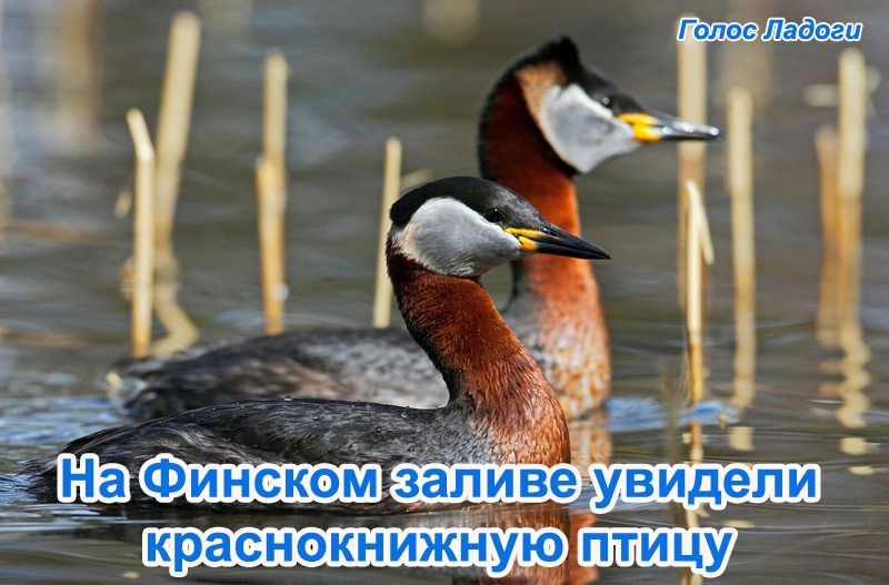 На Финском заливе увидели краснокнижную птицу