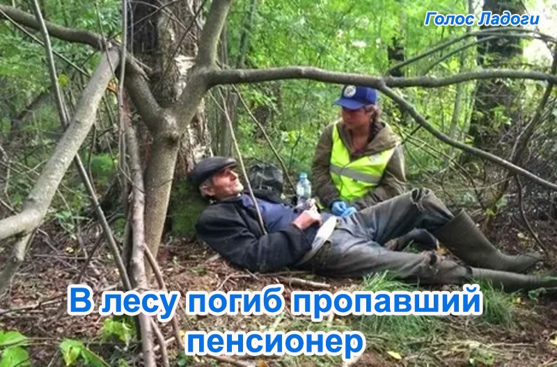 В лесу погиб пропавший пенсионер