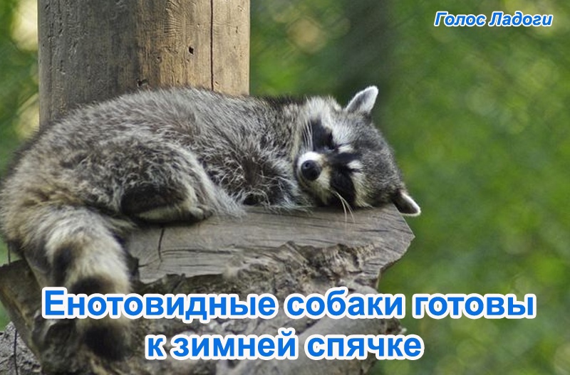 Енотовидные собаки готовы к зимней спячке