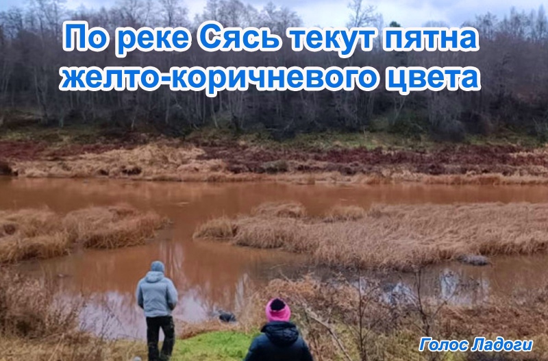 По реке Сясь текут пятна желто-коричневого цвета