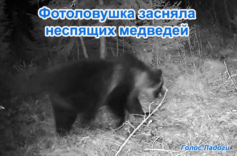 Фотоловушка засняла неспящих медведей