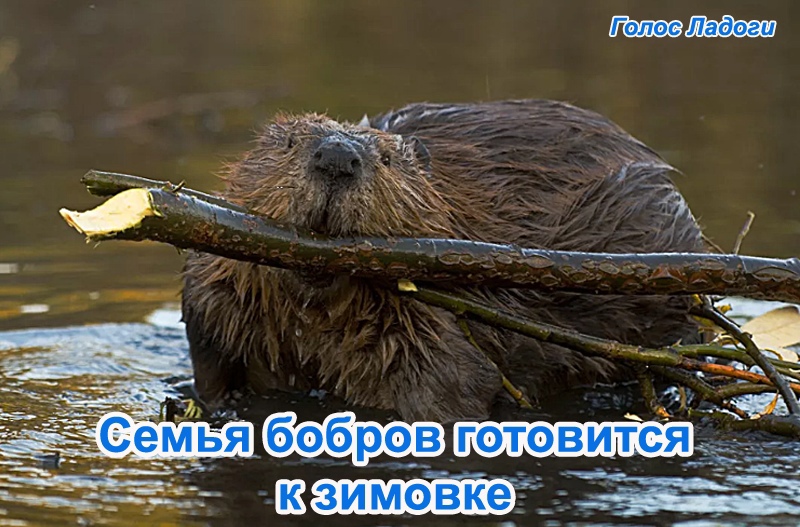 Семья бобров готовится к зимовке