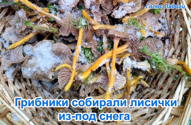 Грибники собирали лисички из-под снега