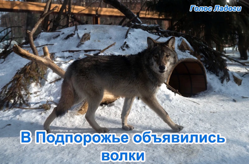 В Подпорожье объявились волки