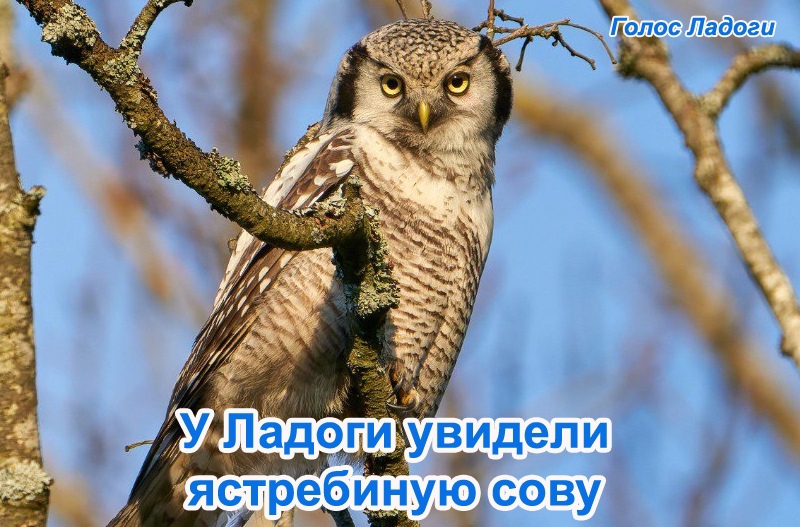 У Ладоги увидели ястребиную сову
