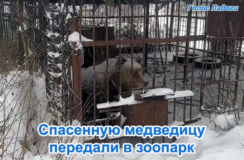 Спасенную медведицу передали в зоопарк