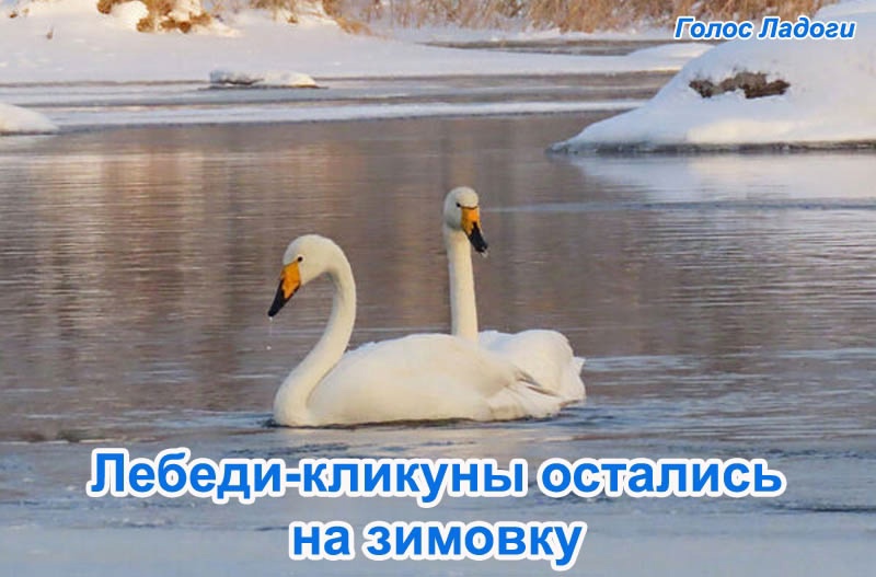 Лебеди-кликуны остались на зимовку