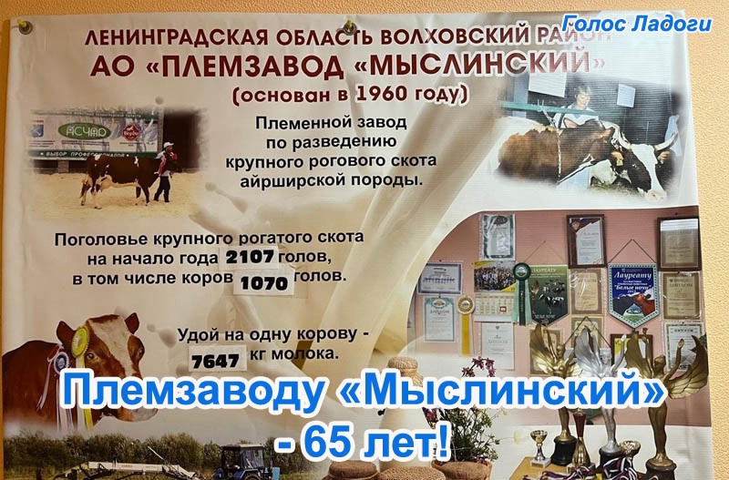 Племзаводу «Мыслинский» - 65 лет!