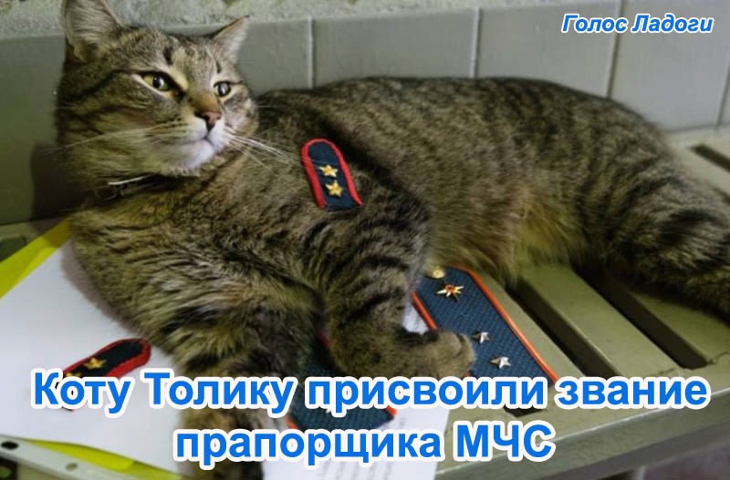 Коту Толику присвоили звание прапорщика МЧС
