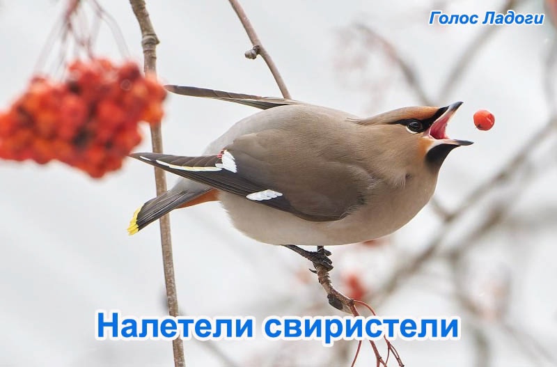 Налетели свиристели