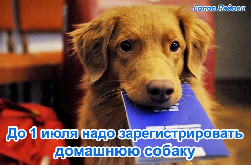 До 1 июля надо зарегистрировать домашнюю собаку