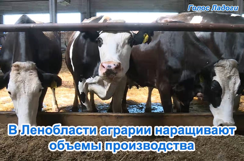 В Ленобласти аграрии наращивают объемы производства