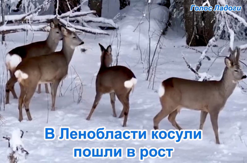 В Ленобласти косули пошли в рост