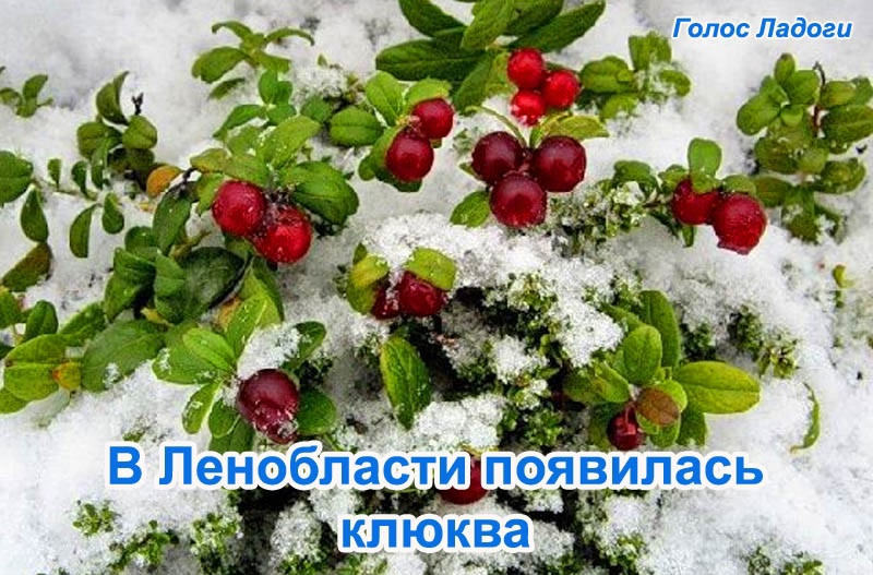 В Ленобласти появилась клюква 