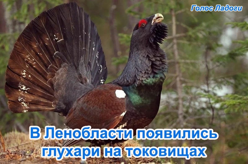 В Ленобласти появились глухари на токовищах