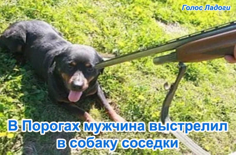 В Порогах мужчина выстрелил в собаку соседки