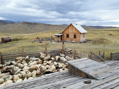 Глава Тувы предлагает выделять землю и овец вышедшим на свободу заключенным с несколькими детьми для их исправления